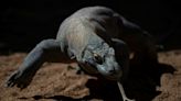 Los dragones de Komodo tienen dientes recubiertos de hierro para matar a sus presas, según un estudio