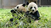 Two new giant pandas are returning to Washington’s National Zoo from China