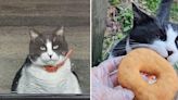 胖貓每天清晨第一個造訪甜甜圈店 視頻瘋傳