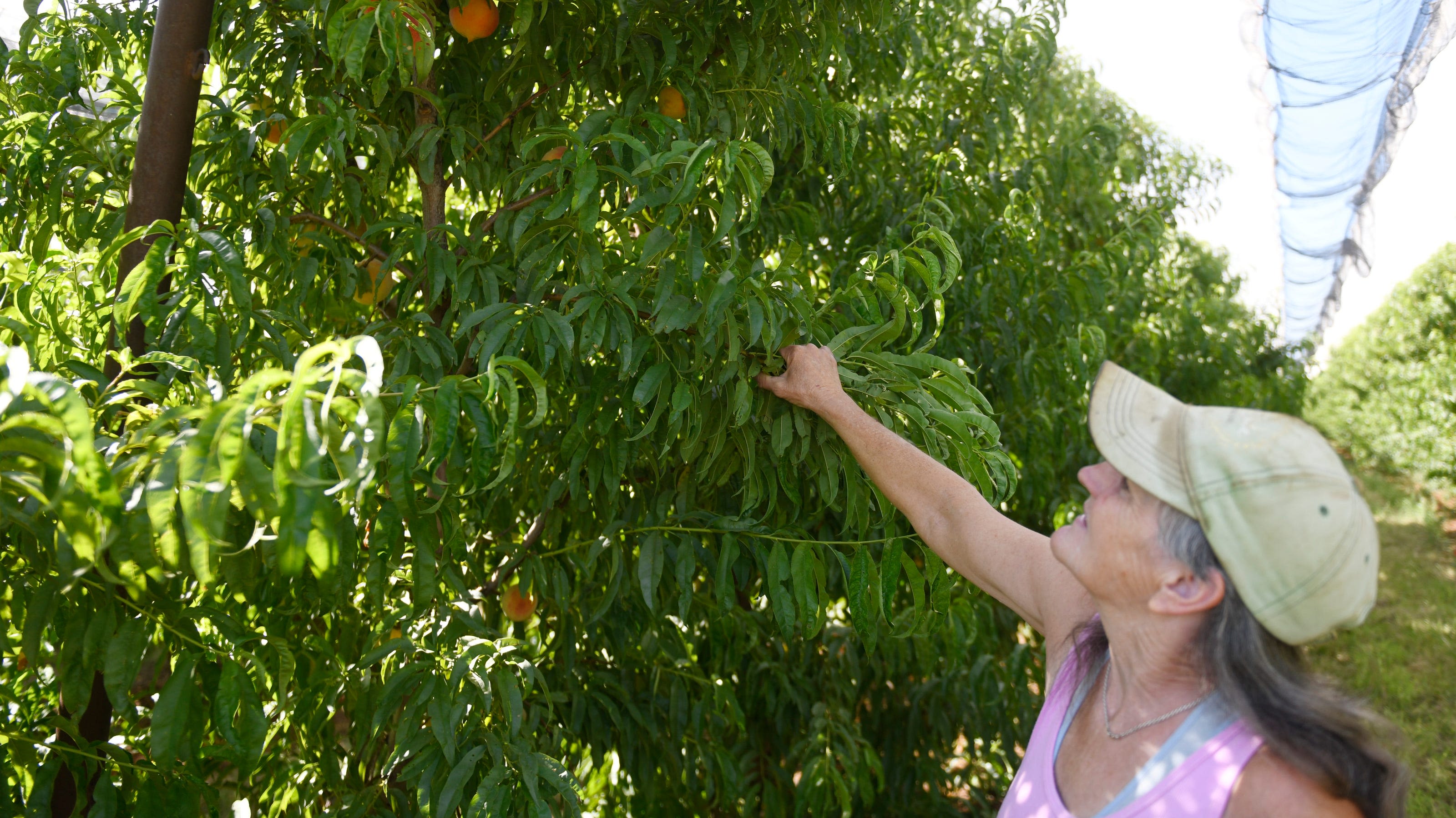 Idalou Harvest Company grower details peaches, veggies, more
