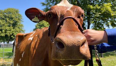 Day two of Royal Norfolk Show kicks off