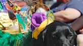 Costume canines: Mardi Gras Dog Parade & Festival on tap this weekend in downtown DeLand