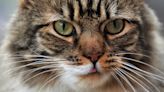 Domestic cats and wildcats started mixing 50 years ago, study suggests