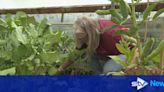 Community project calls for farmers to help provide produce for food banks