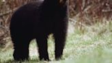 Bears threaten livestock in Suffield, police say