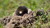 This Mole Has Secretly Existed For 3 Million Years. Scientists Only Just Found It Now.