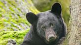 NC Wildlife proposes WNC bear, deer hunting season changes, hunting under influence rules