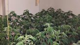 Two men arrested after cannabis factory raid