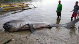 菲律賓海灘驚見巨口鯊屍體！長約4.5公尺