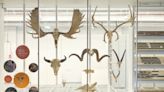 Common Ancestor Identified – Researchers Decode the Ancient Origins of Horns, Antlers, and Ossicones