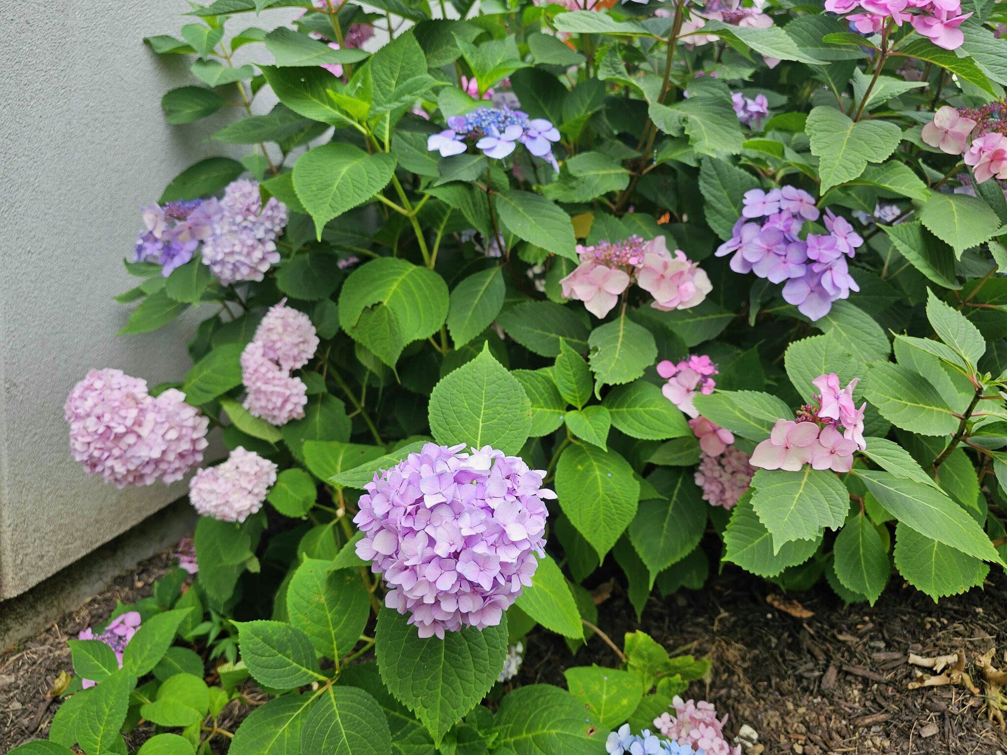 Maintain and care for your hydrangeas this summer with these tips from a UConn Master Gardener