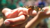 SLO County kids raised butterflies and released them in their school garden. Here’s a look
