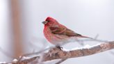 Word from the Smokies: Our winsome birds of winter, and how you can join the count