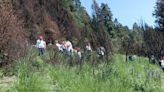 Reforestan 500 árboles en paraje "La Loma" en alcaldía Cuajimalpa