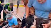 Inundaciones en Brasil: un hombre arriesgó su vida parar salvar a sus perros