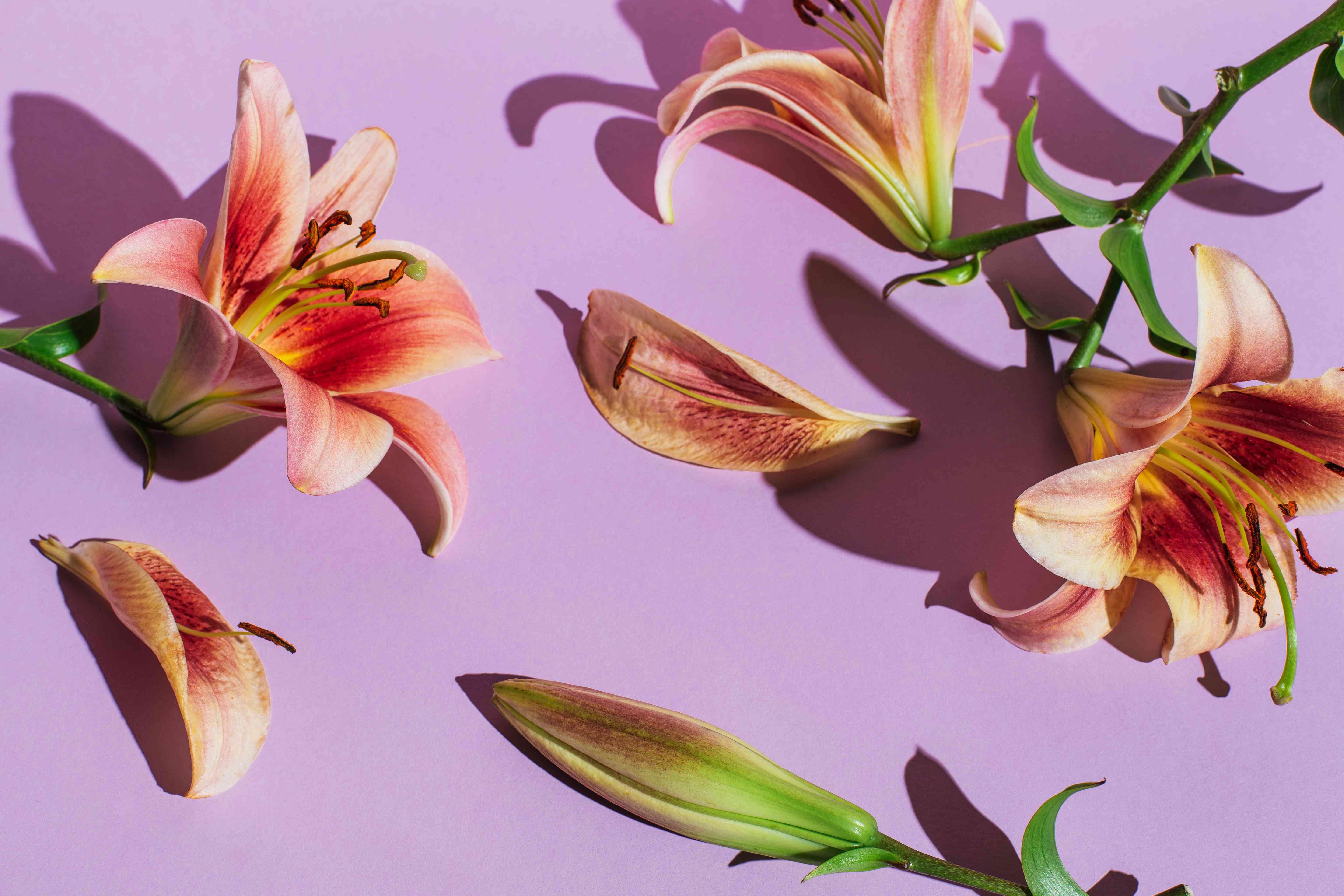 7 Different Types of Lilies to Consider for an Elegant Garden