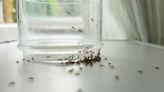 10 Types of Ants Every Homeowner Should Know