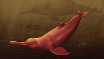 Un cráneo revela una especie de delfín desconocida: es la especie más grande que ha habitado un río