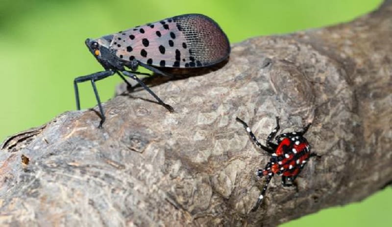 DEM treating 5 communities for spotted lanternflies