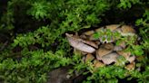 全球首筆百步蛇護卵、護幼完整紀錄 8月發表國際兩爬動物學大會