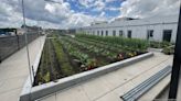 Growing green: BMC opens second rooftop farm - Boston Business Journal