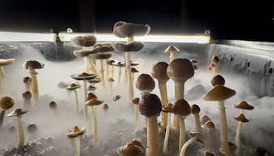 Can the psychedelic in magic mushrooms treat depression? Ohio State professor weighs in