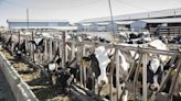 Idaho dairy is worth billions of dollars. Here’s why it could be in trouble this summer