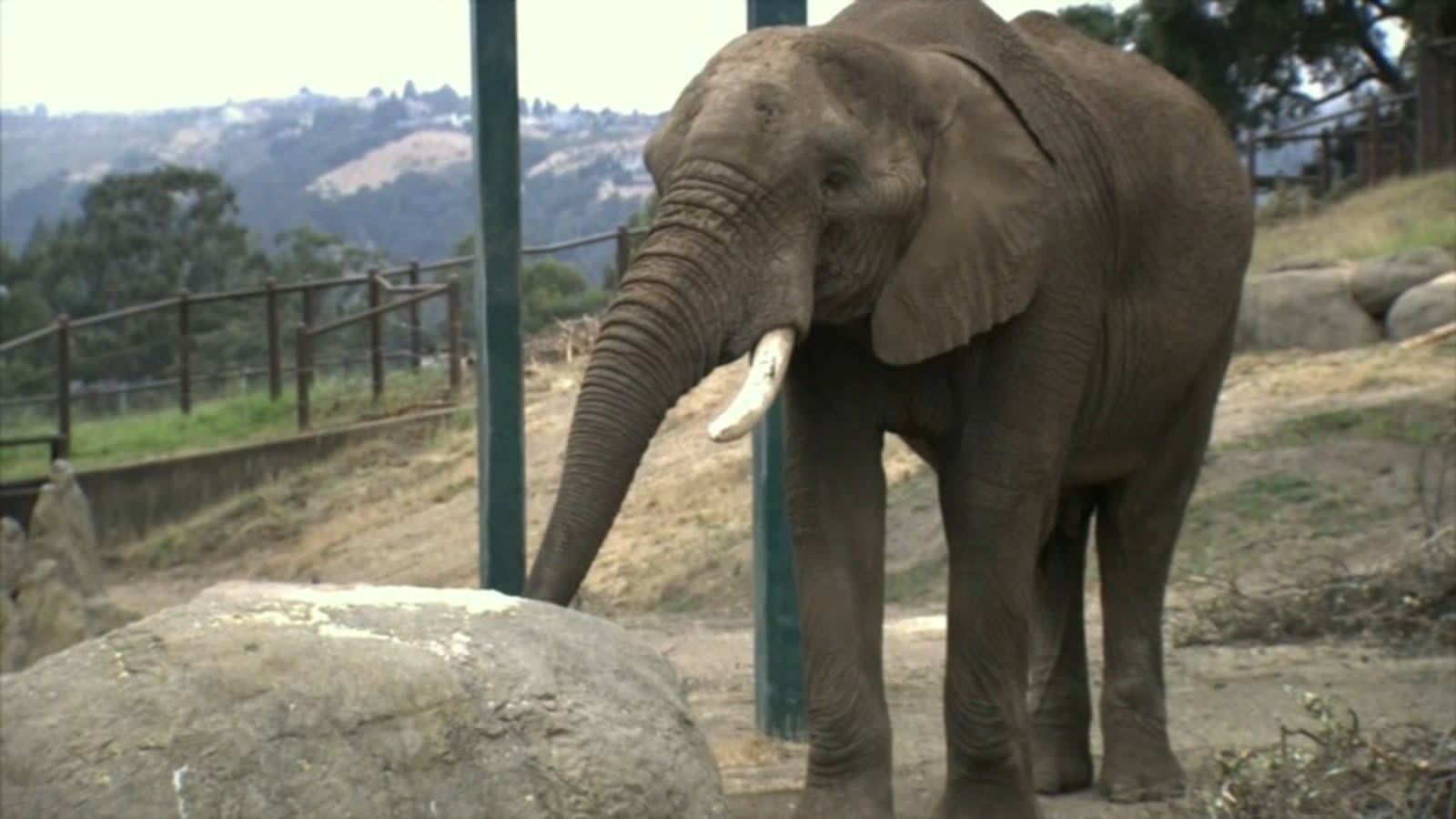 Bay Area's last remaining African elephant moving to be reunited with old companion