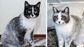 Mutation Has Led to a New Type of Cat, Scientists Say