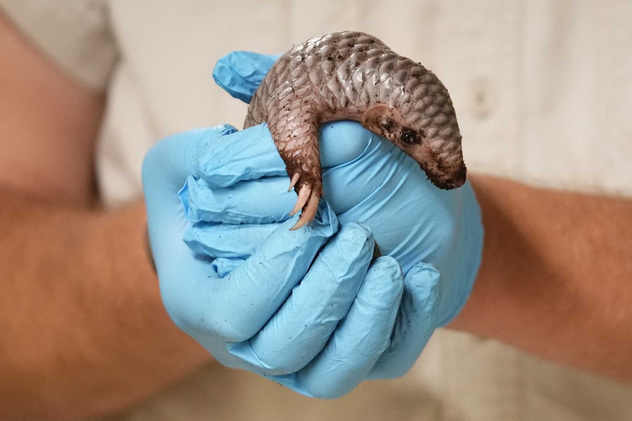 A second critically endangered Chinese pangolin is born in the Prague zoo in less than 2 years