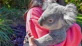 Koala cuddles banned at popular Australian sanctuary visited by Taylor Swift and Vladimir Putin