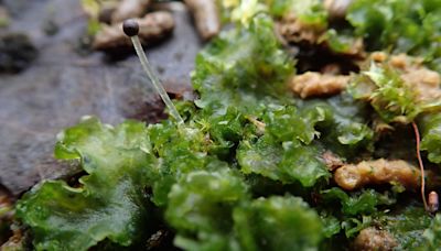 Rare 5mm plant found at quarry nature reserve