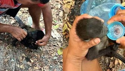Temporada de calor: Monos saraguatos están muriendo por las altas temperaturas en Tabasco y Chiapas (VIDEOS)