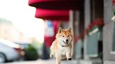 Shiba Inu Is Outperforming Bitcoin in 2024, and It's Not Even Close. But Does That Make It a Buy?