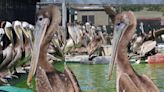 Pelicans rehabilitated in Fairfield return to the wild