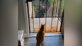 Watch cat become "nosy neighbor" after police turn up next door