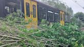 Metro services cancelled after tree falls on line