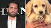 Scott Disick Cuddles Up with His Adorable New Puppy: 'Hello Little Dog'