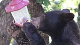 SCDNR: Take down bird feeders, secure trash to co-exist with black bears in South Carolina