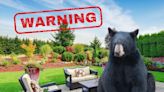 WARNING: Black Bear Spotted Roaming In Around New York