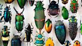 Why are there so many beetle species?