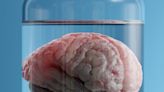 Scientists invent device to keep brain alive while severed from the body