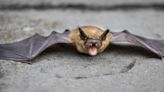 Descubren que murciélagos salvajes poseen habilidades cognitivas ‘humanas’