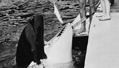 Resident Orca: What Happened to Lolita the Killer Whale?