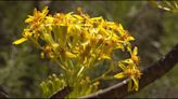 How the San Diego Botanic Garden is helping to advance Western medicine