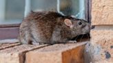 Boston City Councilor Ed Flynn files ordinance to create ‘Office of Pest Control’ to control rats