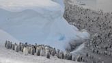 Penguin droppings spotted from space lead to ‘lost’ colonies