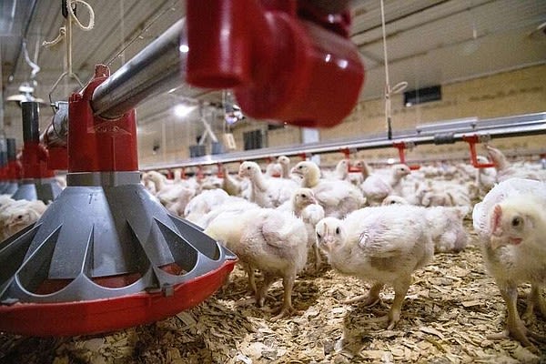 New fact sheet maps risks for Arkansas poultry growers | Northwest Arkansas Democrat-Gazette