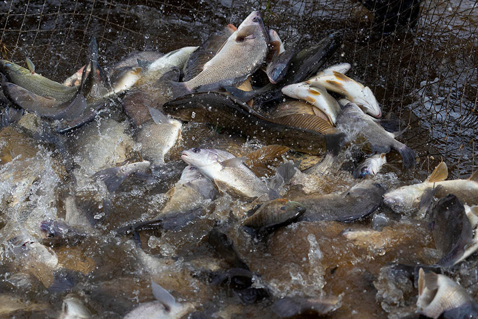 What to do about invasive carp encroaching on Minnesota waters