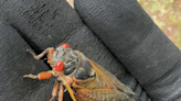 Do you have a SC cicada invasion story to tell? Some good photos? Send them to us